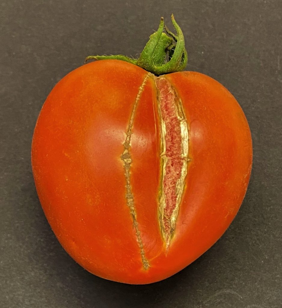 Why Do Tomatoes Crack and How to Stop It The Hobbyist's Roadmap