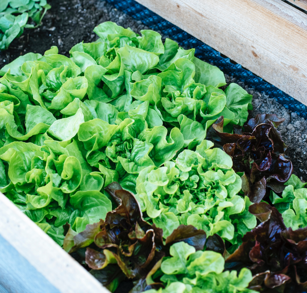 Best (And Easiest) Vegetables to Grow in a Pot The Hobbyist's Roadmap