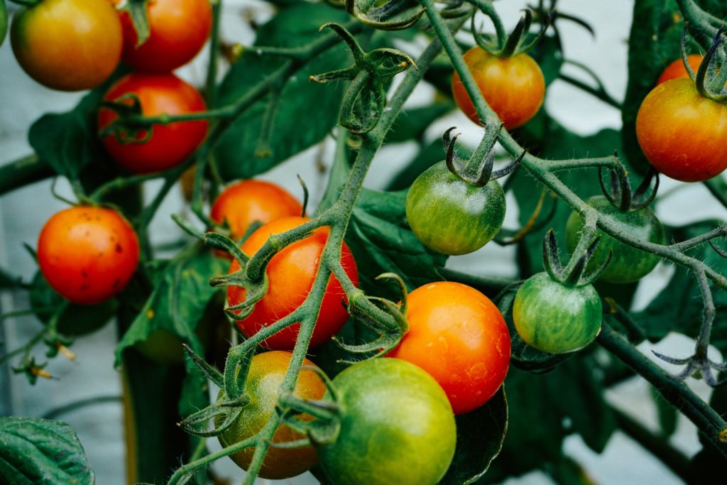 Why Are My Tomato Plants Not Producing Fruit? 8 Reasons Why & How to Fix Them The Hobbyist's