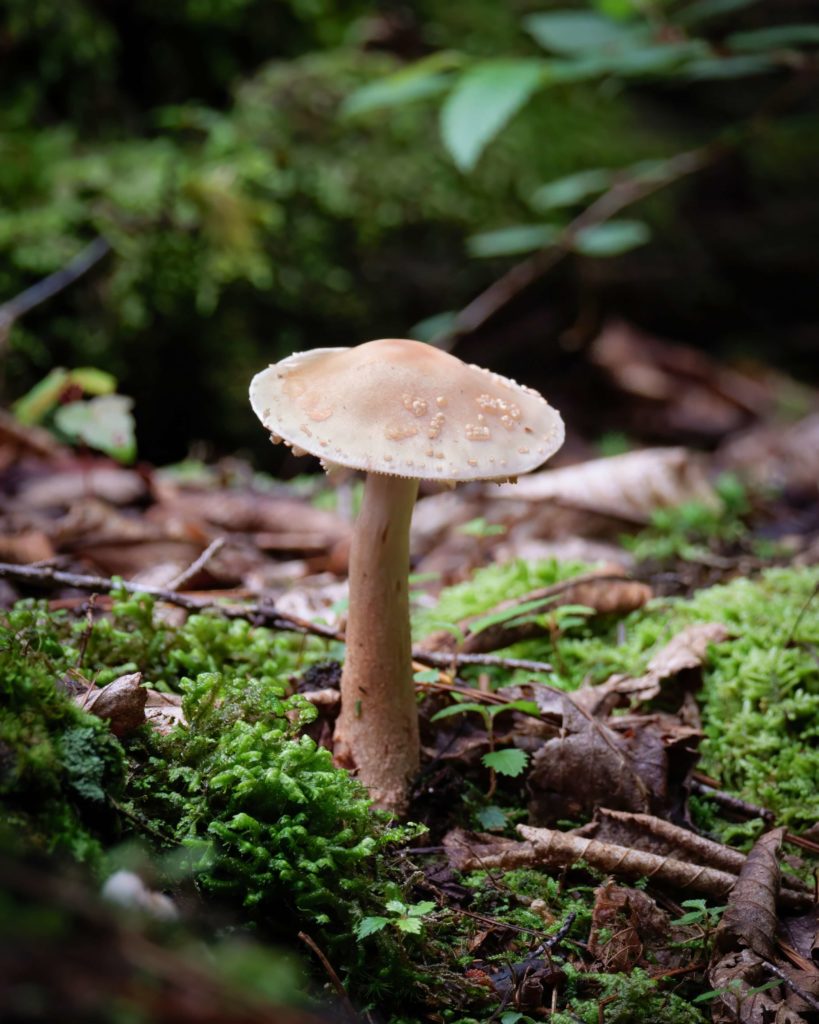 Hudson Valley’s Fungi Bounty A Comprehensive Guide to Mushroom