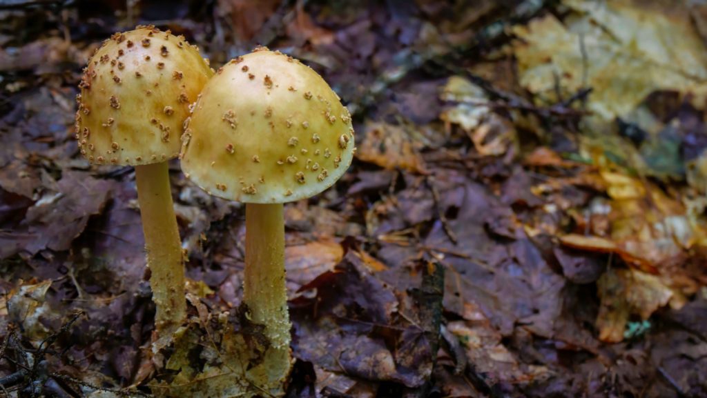 How Can One Obtain a Mushroom Foraging Permit, and What Is the