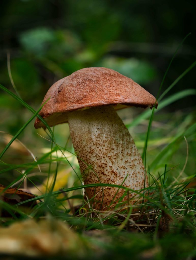 Safe Mushroom Foraging Tips in Houston for Beginners The Hobbyist's