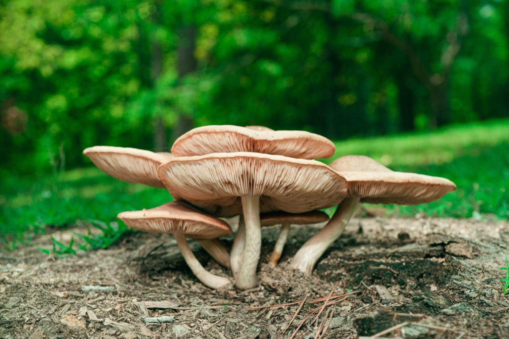 Mushroom Foraging Hotspots Discovering Hidden Fungi in Winnipeg’s