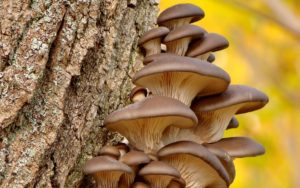 Mushroom Foraging for oyster mushrooms in a forrest