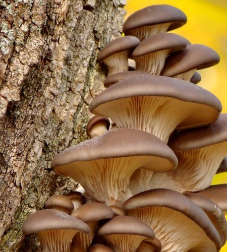 Mushroom Foraging In Florida: A Guide To Edible Wild Mushrooms