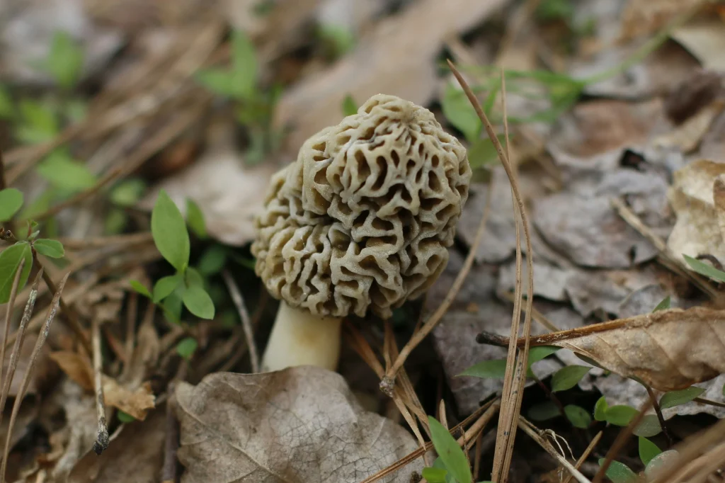 https://unsplash.com/photos/a-close-up-of-a-small-mushroom-on-the-ground-I5m_IGiQhyE