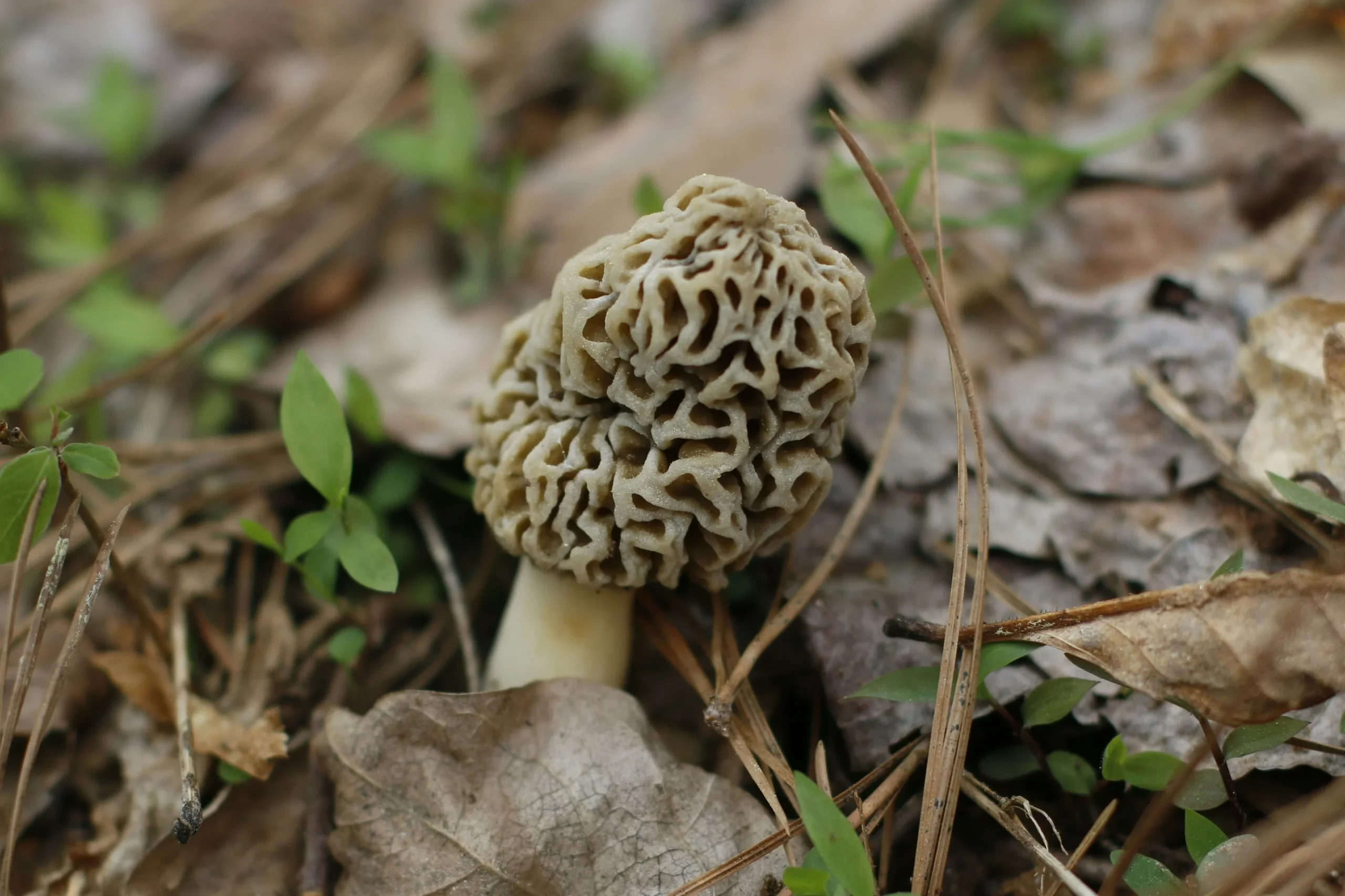 https://unsplash.com/photos/a-close-up-of-a-small-mushroom-on-the-ground-I5m_IGiQhyE