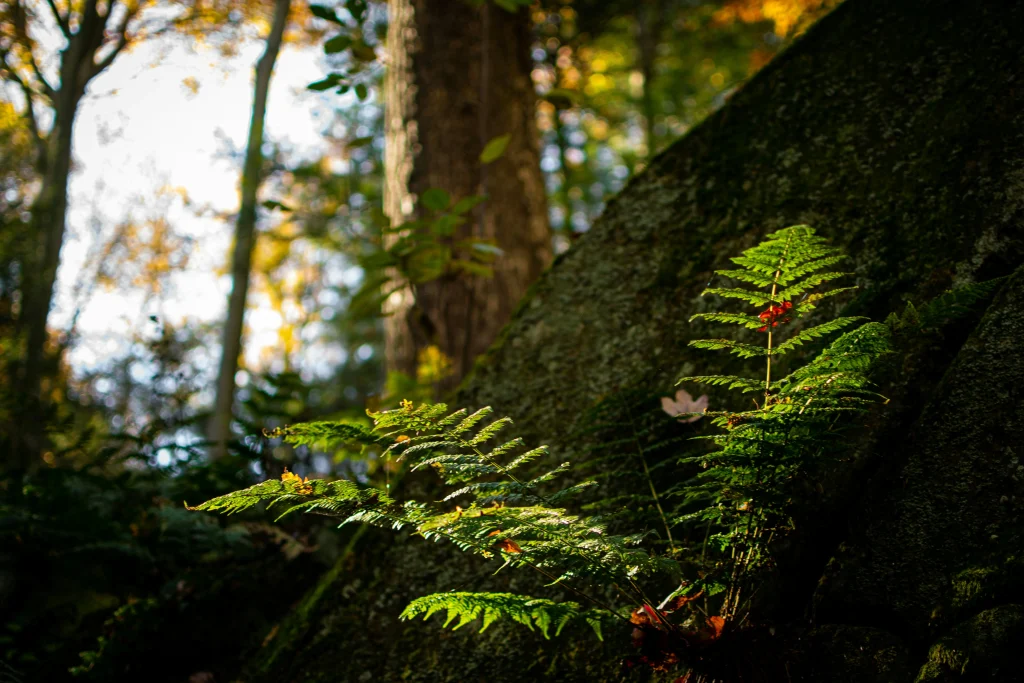 https://unsplash.com/photos/a-fern-grows-on-a-mossy-tree-in-a-forest-yU7FqTXH-yI