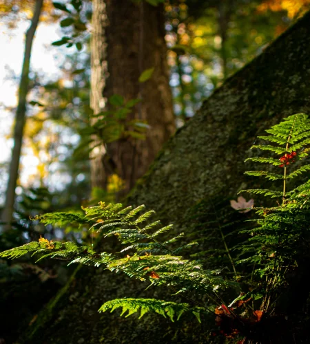 Mushroom Hunting in Ohio: A Guide for Fall’s Edible Fungi