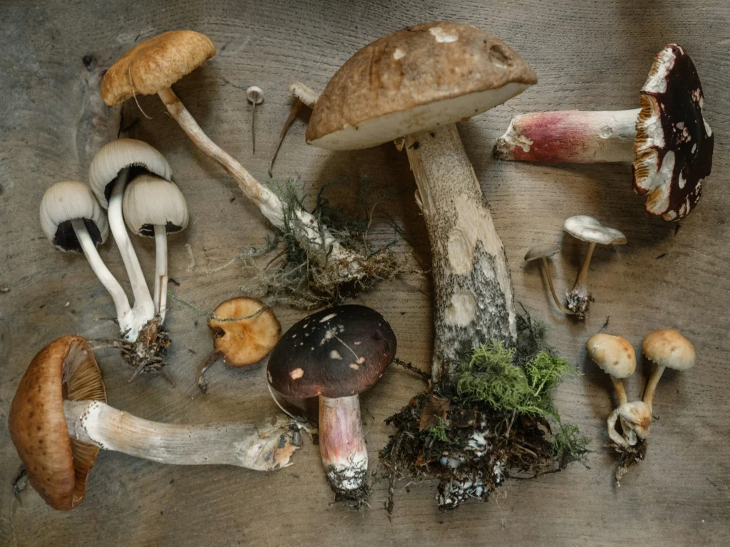 https://unsplash.com/photos/flat-lay-photography-of-mushrooms-bx0a2yq2hxs