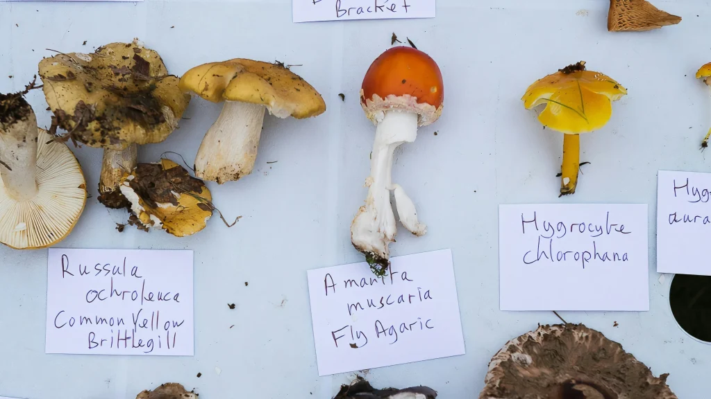 https://unsplash.com/photos/brown-mushroom-on-white-paper-htGAp5LIBhI