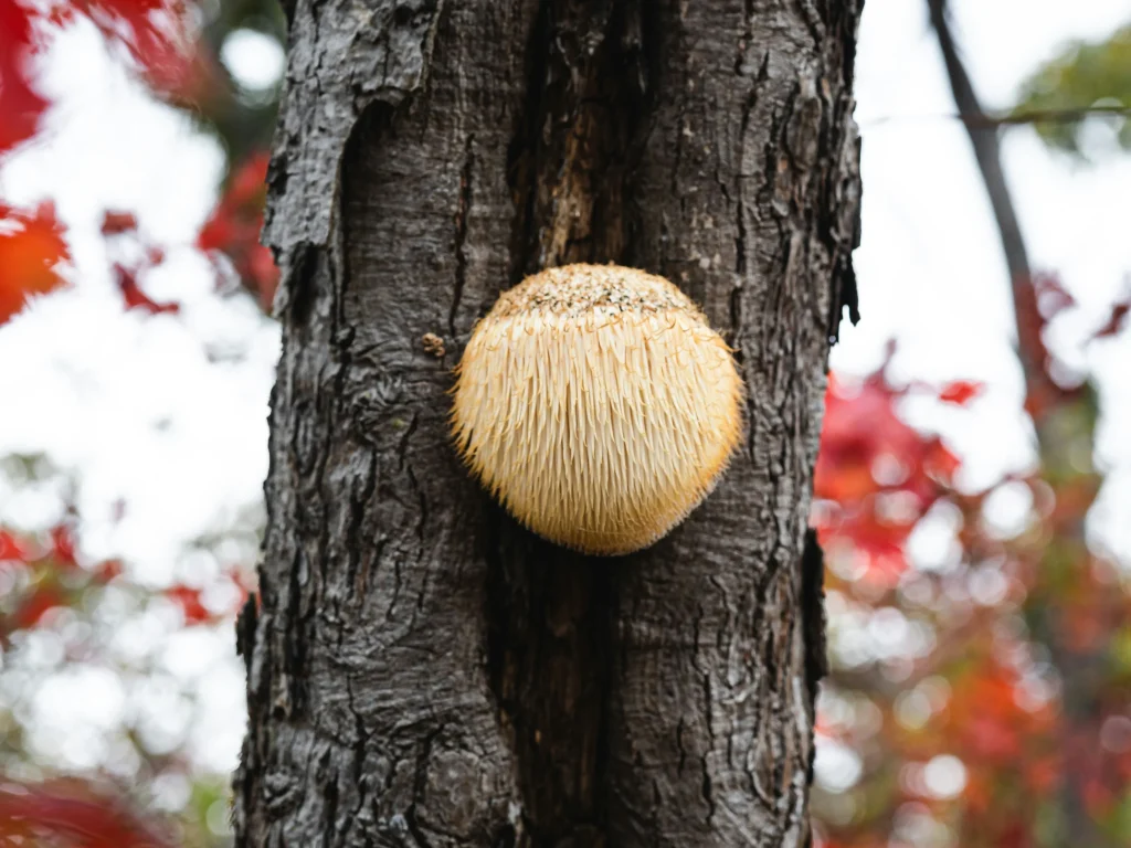 Fresh Lion's Mane Mushrooms (Hericium erinaceus) growing on a tree