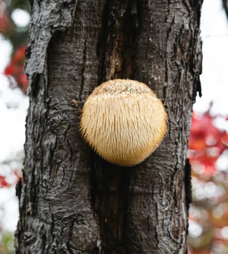 Fresh Lion's Mane Mushrooms (Hericium erinaceus) growing on a tree