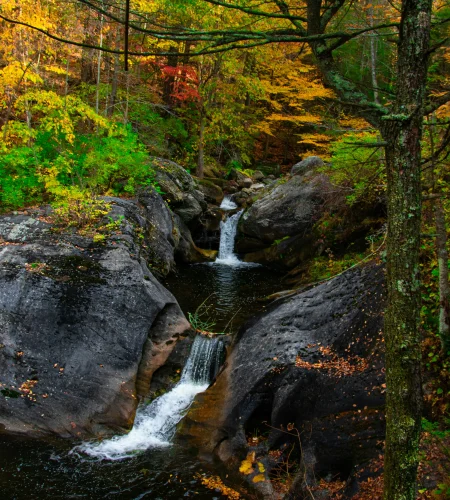 Mushroom Hunting In Connecticut: The Ultimate Guide To Edible Fungi