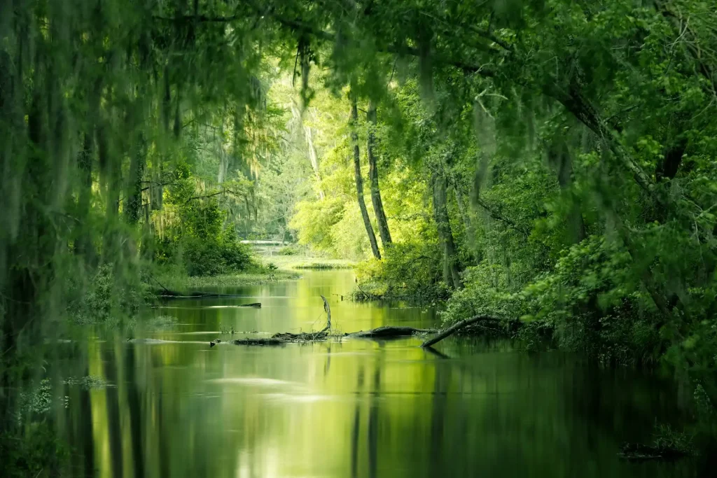 https://unsplash.com/photos/green-trees-beside-river-during-daytime-Tss1uOMczDg