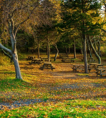 Mushroom Hunting in Rhode Island: A Guide To Forage Edible Fungi