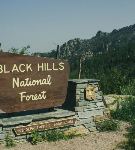 Foraging Morels in the Black Hills: A Mushroom Hunter’s Guide