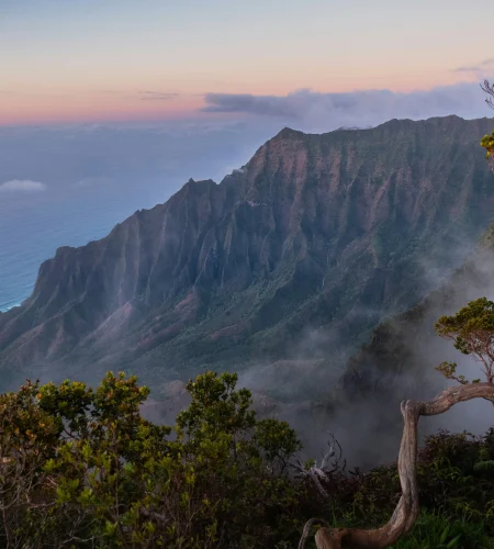 Mushroom Foraging in Hawaii: A Guide to Wild Edible Fungi