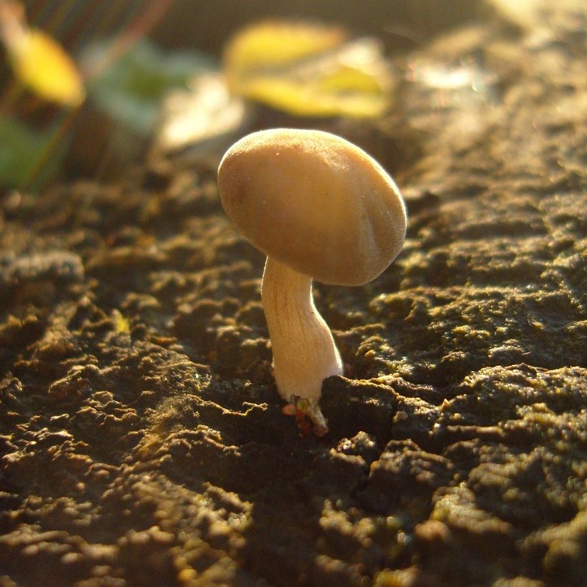 https://pixabay.com/fr/photos/champignon-mushroom-sunlight-sunset-4233518/